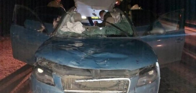 Два человека пострадали в ДТП с лосем в Тверской области