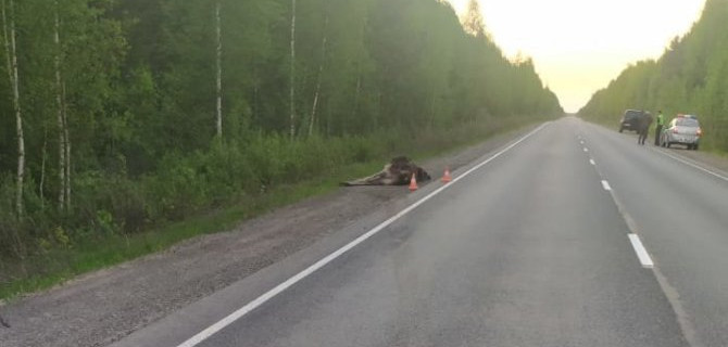 В Корткеросском районе в ДТП с лосем пострадали три человека