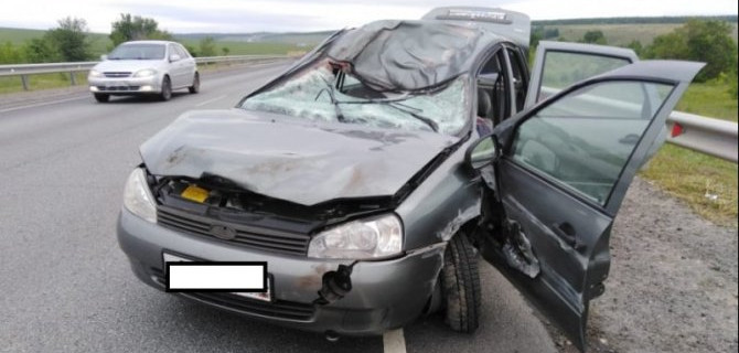 Водитель погиб в ДТП с лосем в Саратовской области