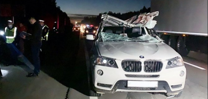 В Екатеринбурге в ДТП с лосем погиб водитель автомобиля