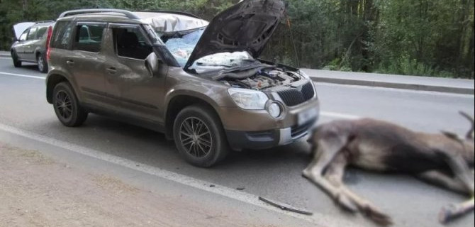 Два человека пострадали в ДТП с лосем в Ижевске