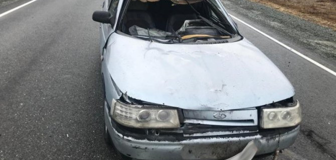 На Алтае в ДТП с лошадью пострадали два человека