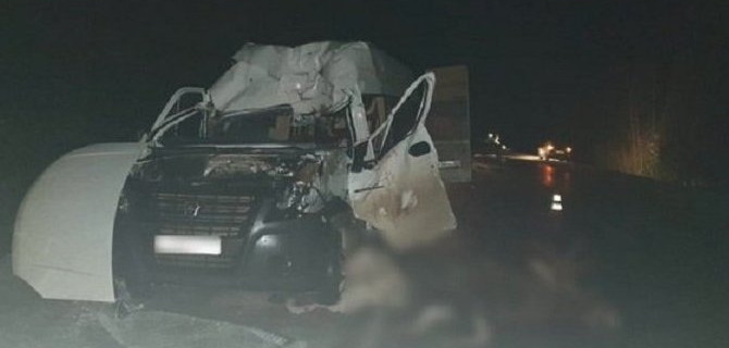 Три человека погибли в ДТП с лосем под Костромой