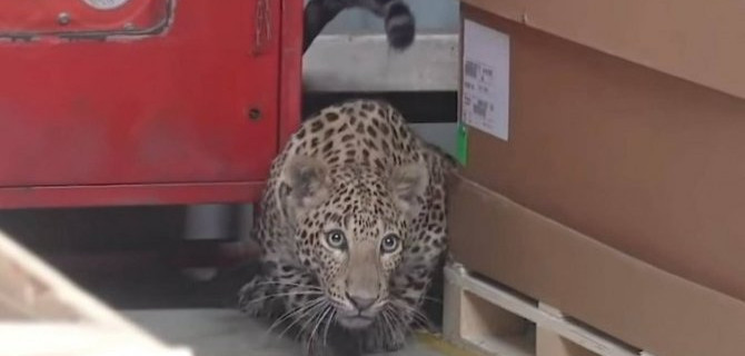 Леопарду не дали Mercedes-Benz