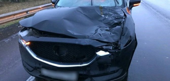 В Иркутской области иномарка насмерть сбила лошадь