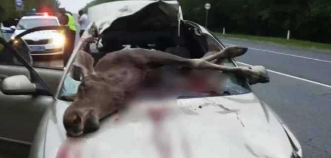 В Ленобласти автомобиль насмерть сбил лося