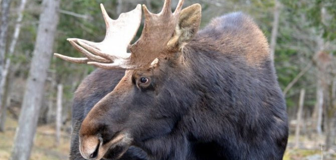 Перебегавший дорогу лось погубил юную пару в Тульской области