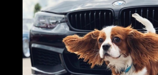 Клиенты ГК АвтоСпецЦентр подобрали автомобили для своих питомцев: подведены итоги творческого конкурса