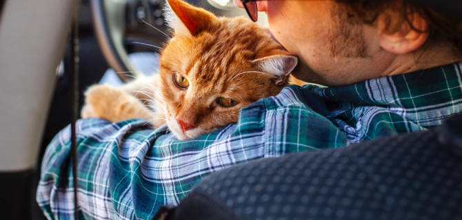 кошка в машине