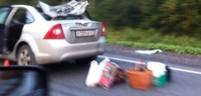 В ЛенОбласти произошло столкновение легкового автомобиля с лосем