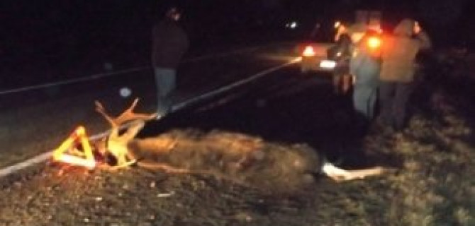 В Чувашии "десятка" сбила лося