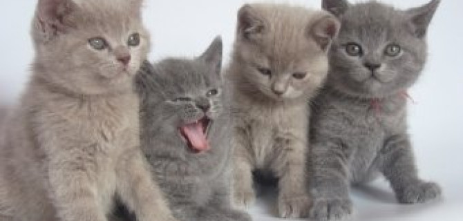 Долги с котятами в Новосибирске