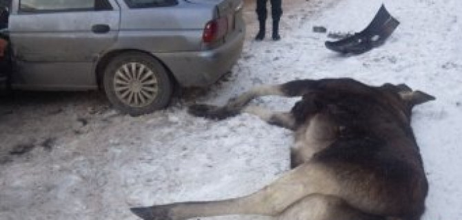 В Белоруссии два автомобиля разбились в столкновении с огромным лосем