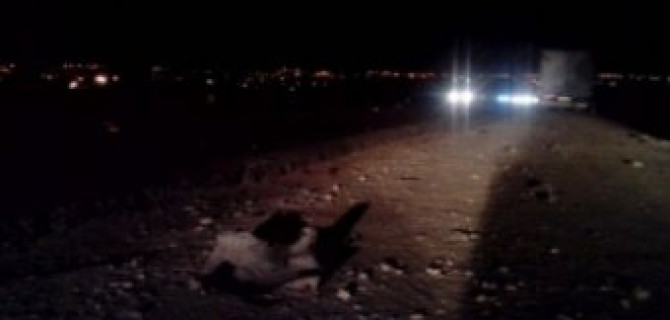 В Волгограде разыскивается водитель, сбивший насмерть двух человек