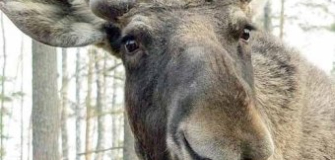 В Ленинградской области сбитый лось убил человека