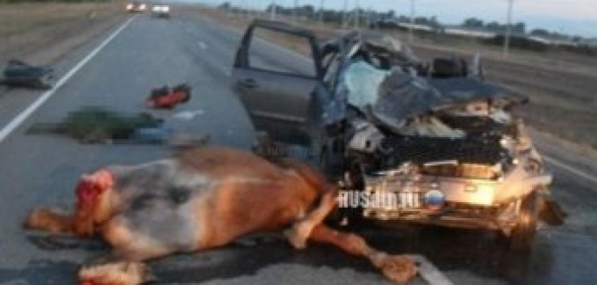 Под Оренбургом погибли люди и лошади