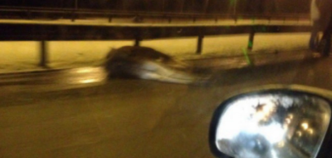 В Петербурге на КАД автомобиль сбил лося
