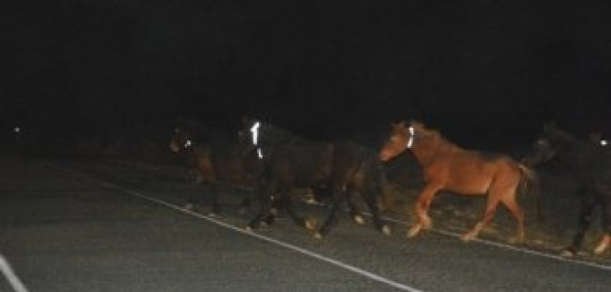 Бродячий скот без светящихся ошейников становится причиной аварий 