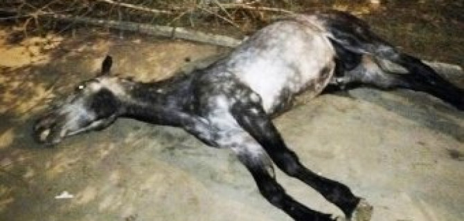 В Саратове автомобиль сбил лошадь с двумя наездницами