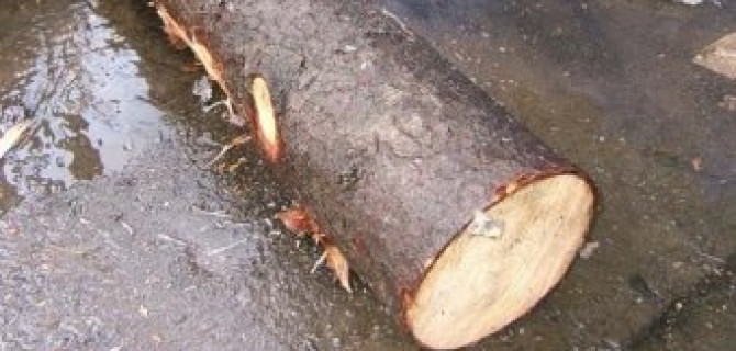 В Башкирии за удар бревном сотрудника ГИБДД женщина получила 3 года