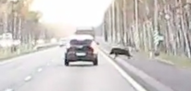 На Мурманском шоссе кабан бросился под машину