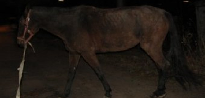 В Нижегородской области в ДТП с лошадью погибли три молодых человека