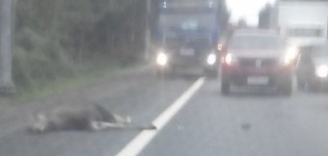 На Мурманском шоссе насмерть сбили человека и лося