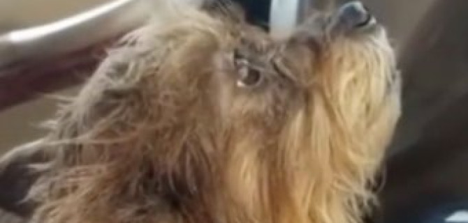 В США собаки угнали автомобиль у хозяйки и врезались в стену магазина