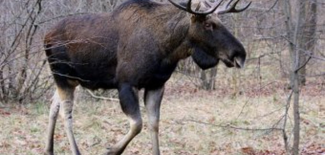 В Подмосковье в ДТП с лосем погибла девушка