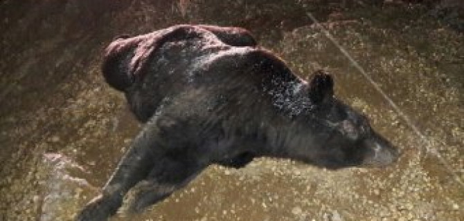 В Свободненском районе в ДТП погиб медведь и пострадали люди