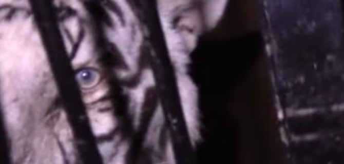 Тигров из брошенной под Оренбургом фуры смогли перегрузить