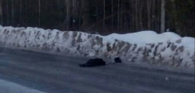 В Усть-Илимске разыскивают водителя, насмерть сбившего женщину