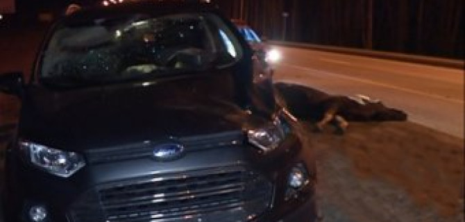 Под Казанью на темной трассе водитель Ford не заметил и сбил лося