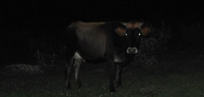 Двое подростков на мотоцикле погибли, врезавшись в корову в Хабаровском крае