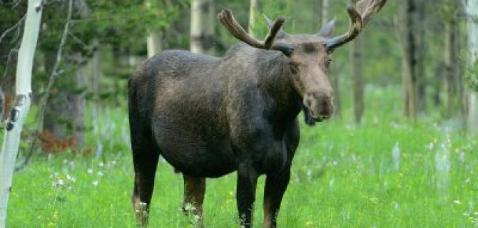 Семья из трех человек погибла в ДТП из-за лося в Красноярском крае