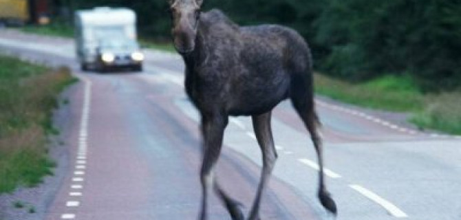 В Подмосковье Jaguar сбил лося – водитель погиб