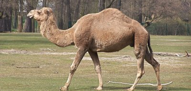 Пять человек погибли в ДТП  с верблюдом в Казахстане