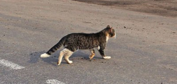 Кошка спровоцировала ДТП с пострадавшим в Крыму