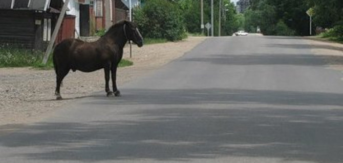 Два человека погибли в ДТП с лошадью в Ингушетии