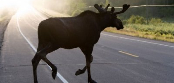Четыре человека пострадали в ДТП с лосем Ярославской области