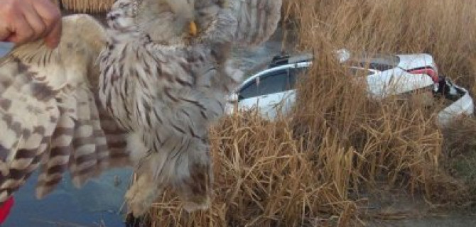 Сова против "Ягуара": под Челябинском птицу обвиняют в ДТП с утонувшим автомобилем