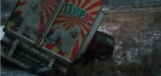 Цирковые животные погибли в ДТП под Челябинском