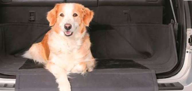 Когда нужны услуги зоотакси