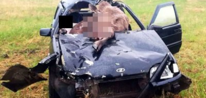 На трассе Москва-Челябинск ВАЗ сбил лося: пассажирка погибла, водитель в коме