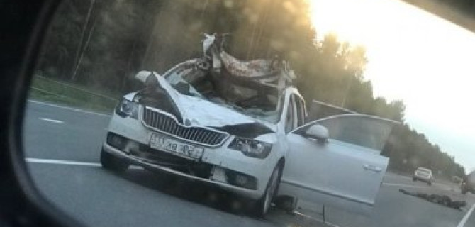 Водитель иномарки погиб в ДТП с лосем в Ленобласти