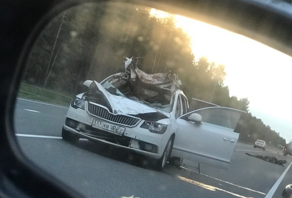 Водитель иномарки погиб в ДТП с лосем в Ленобласти