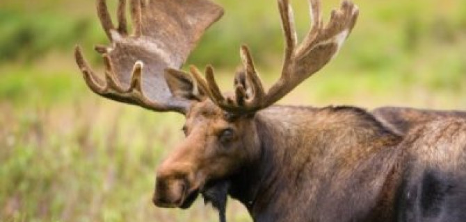 На трассе «Кола» автомобиль вновь столкнулся с лосем