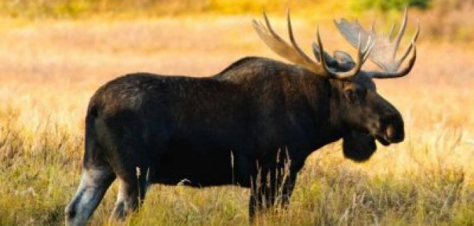 Лось снова стал причиной смертельного ДТП под Петербургом