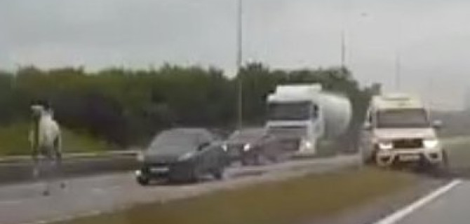 Верблюд стал причиной ДТП в Тульской области