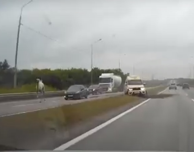 Верблюд стал причиной ДТП в Тульской области (2)